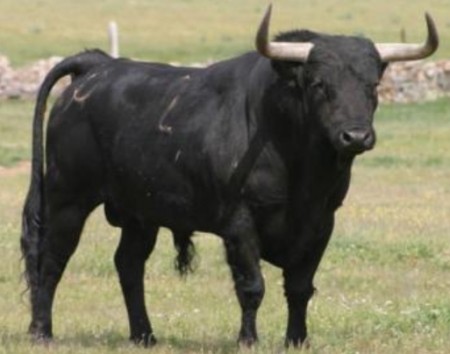 TORO DE LIDIA