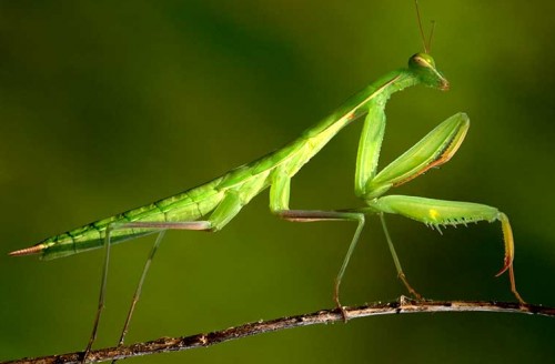 Mantis Religiosa